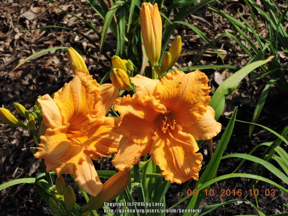 Photo of Daylily (Hemerocallis 'Orange Velvet') uploaded by Seedfork