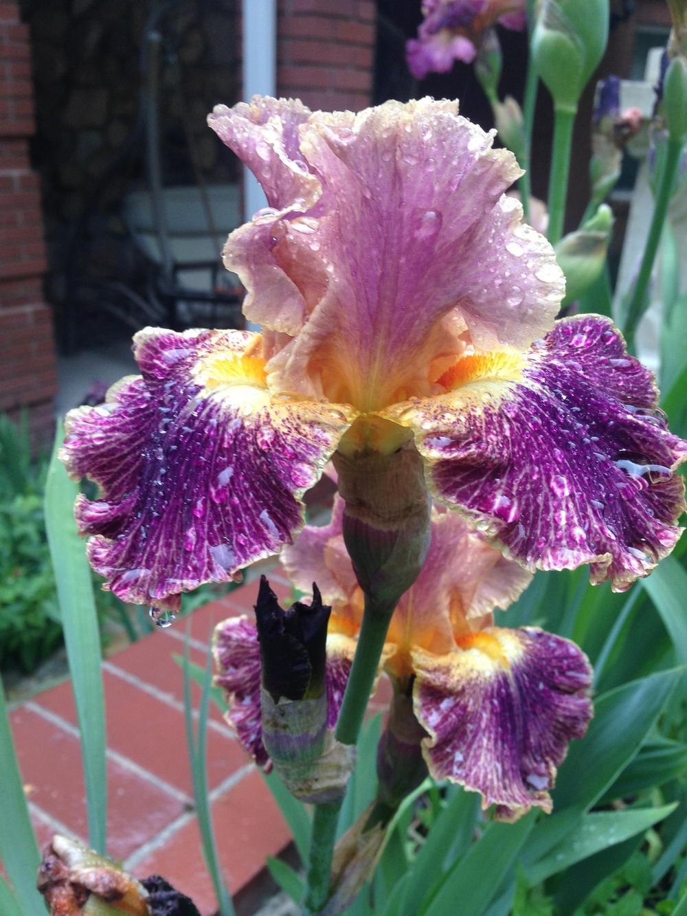 Photo of Border Bearded Iris (Iris 'Glo-Ray Hallelujah') uploaded by SpringGreenThumb