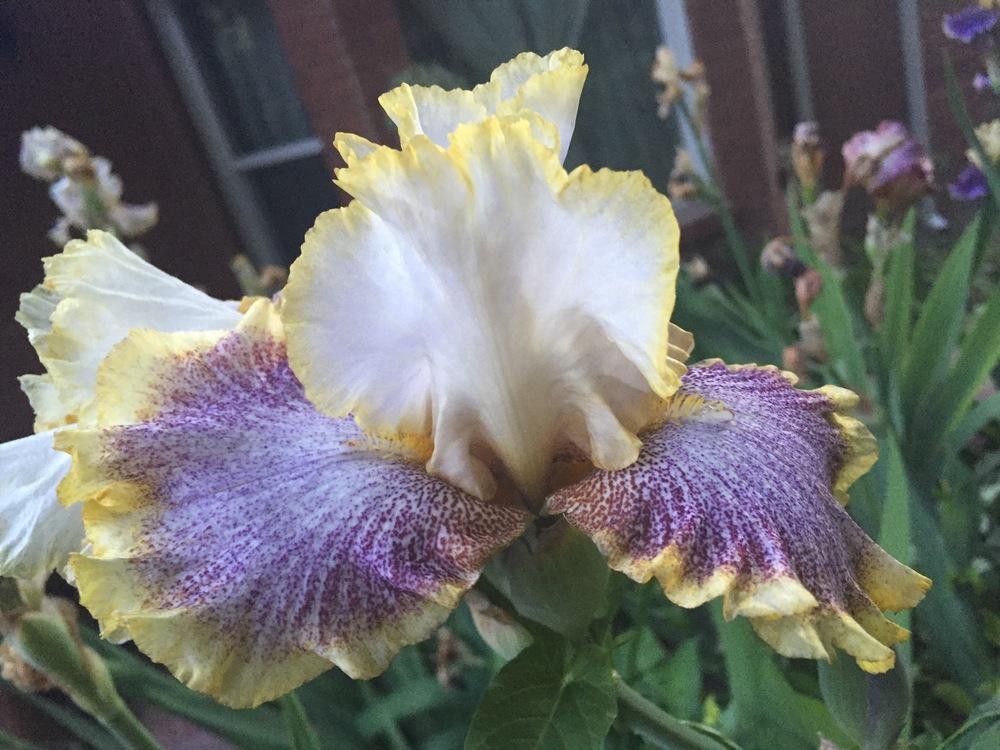 Photo of Tall Bearded Iris (Iris 'Whispering Spirits') uploaded by SpringGreenThumb