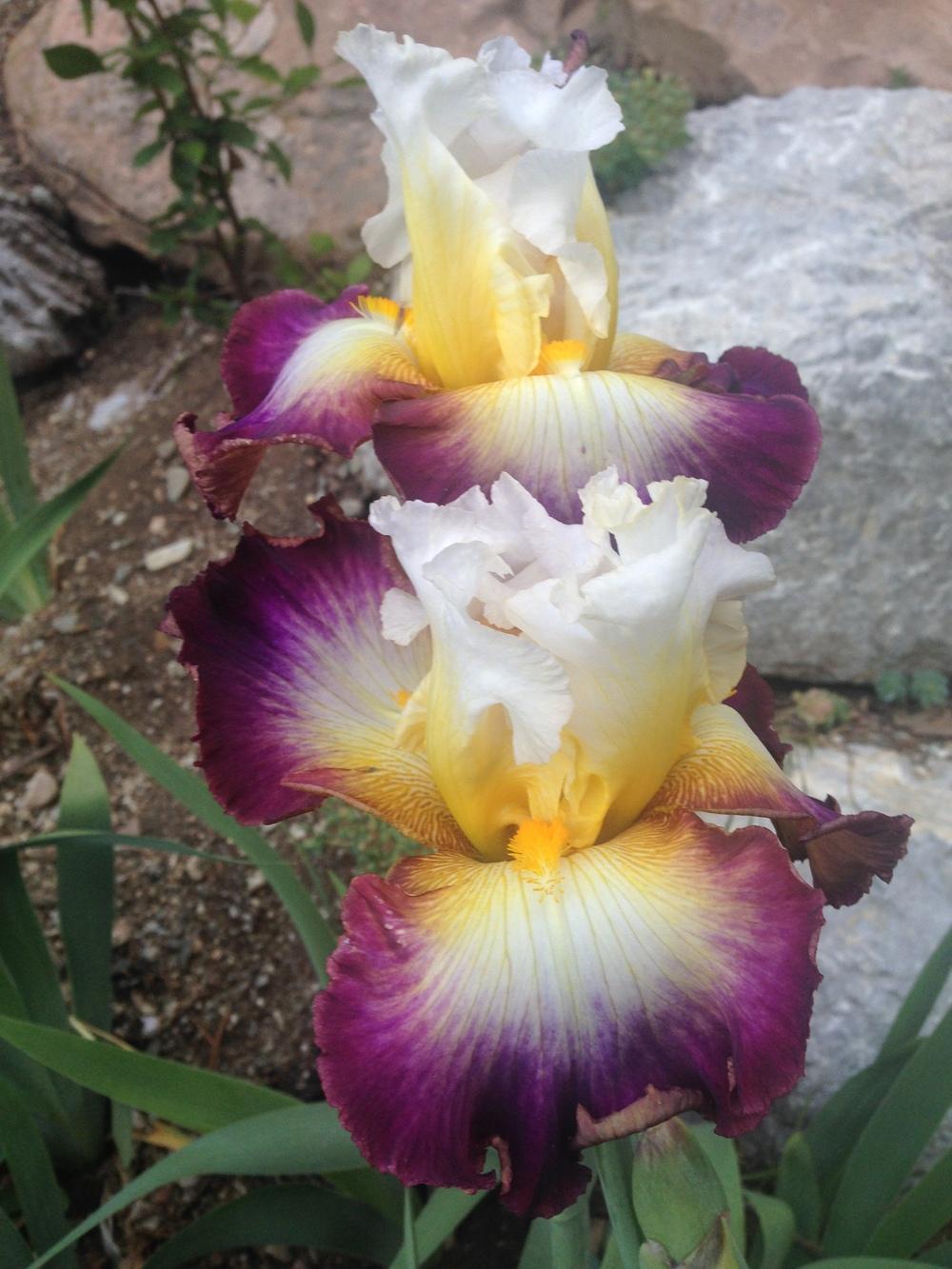 Photo of Tall Bearded Iris (Iris 'Starship Enterprise') uploaded by SpringGreenThumb