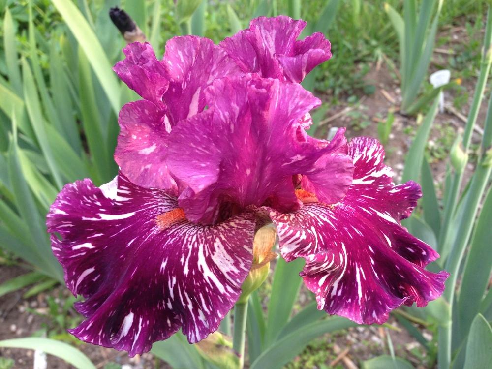 Photo of Tall Bearded Iris (Iris 'Peekaboo Zebu') uploaded by SpringGreenThumb