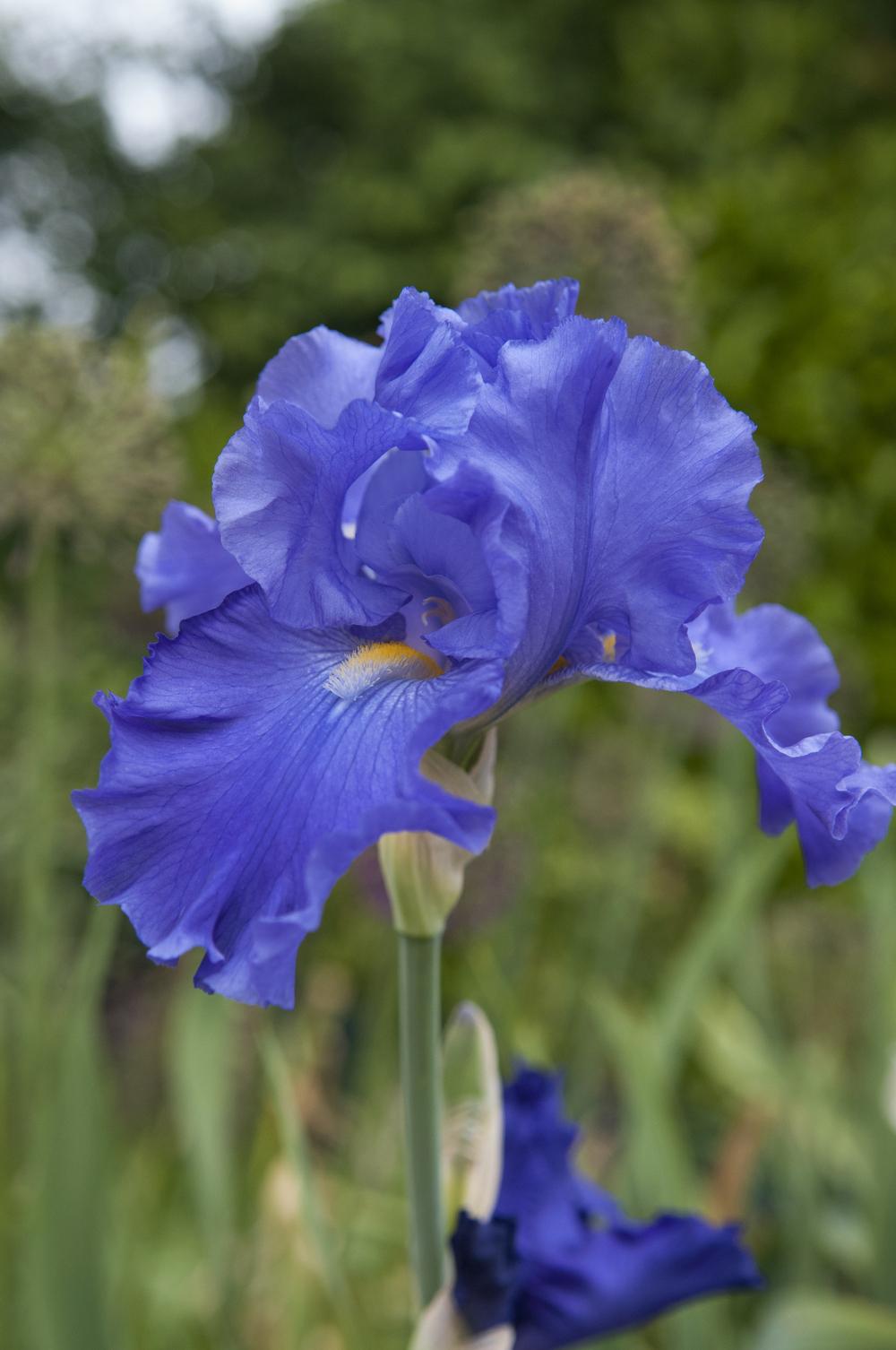 Photo of Tall Bearded Iris (Iris 'Blue Suede Shoes') uploaded by cliftoncat