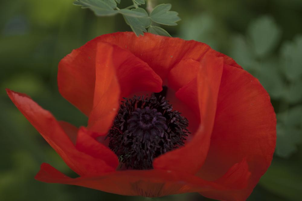 Photo of Poppies (Papaver) uploaded by cliftoncat