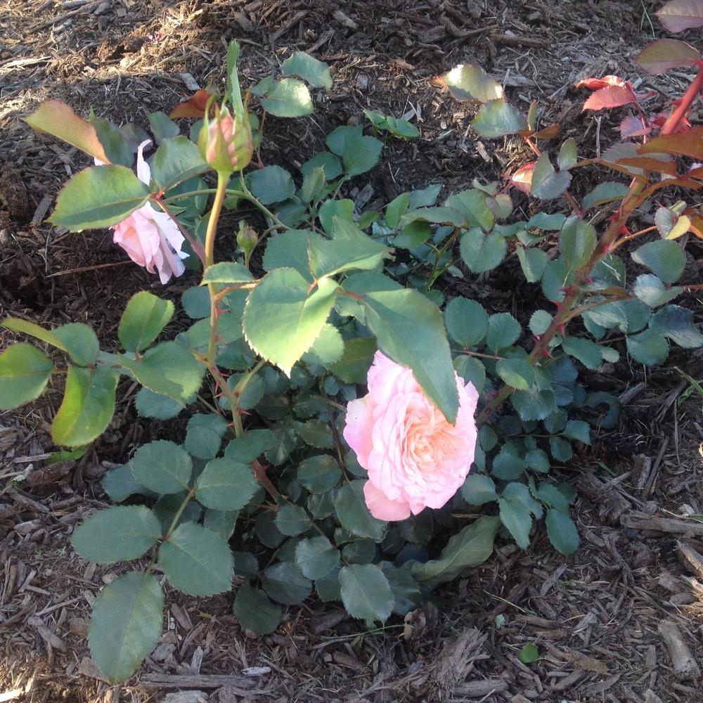 Photo of Rose (Rosa 'Savannah') uploaded by csandt