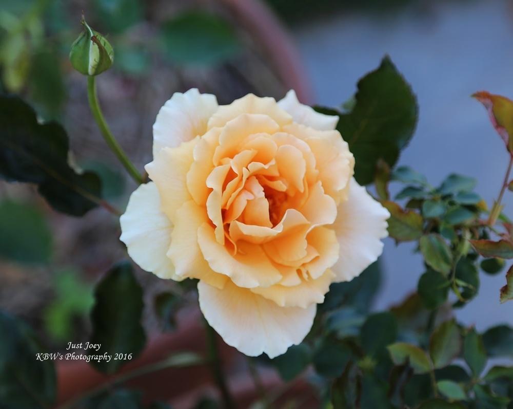 Photo of Rose (Rosa 'Just Joey') uploaded by kbw664