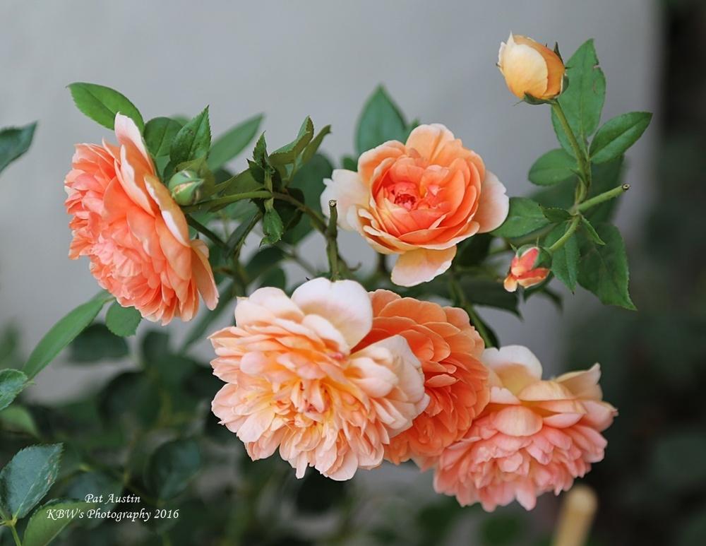 Photo of English Shrub Rose (Rosa 'Pat Austin') uploaded by kbw664