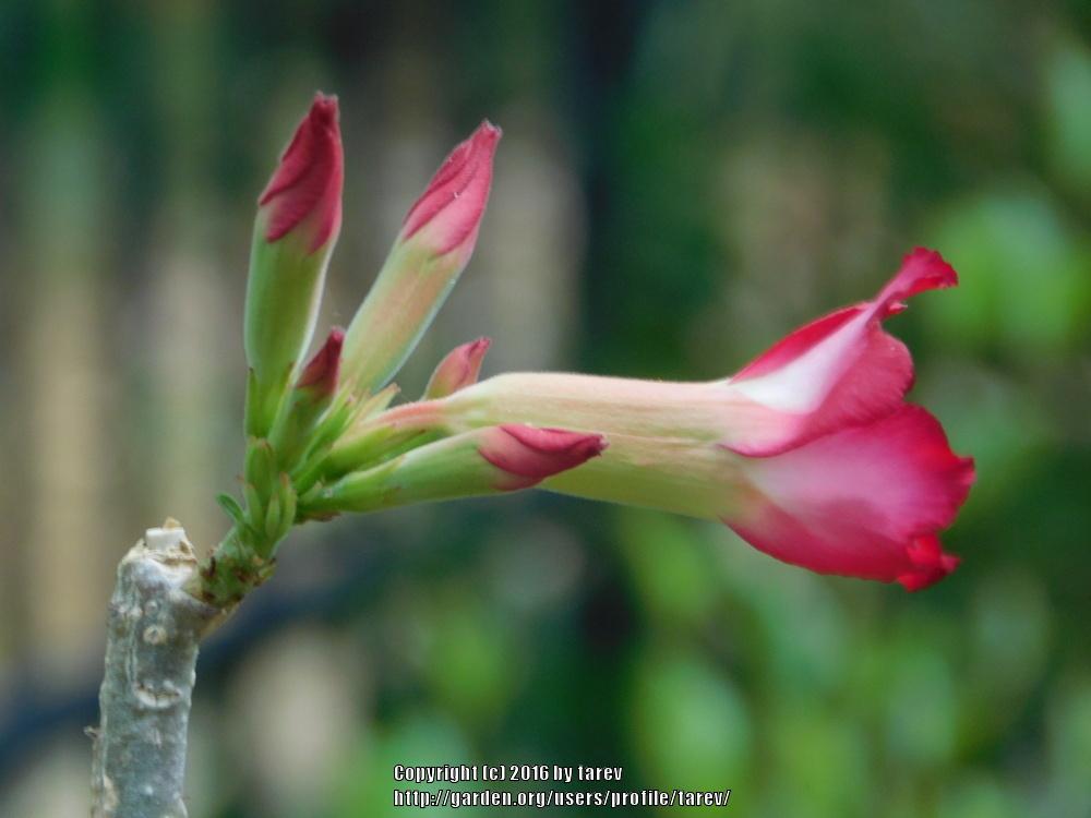 Photo of Desert Rose (Adenium obesum) uploaded by tarev