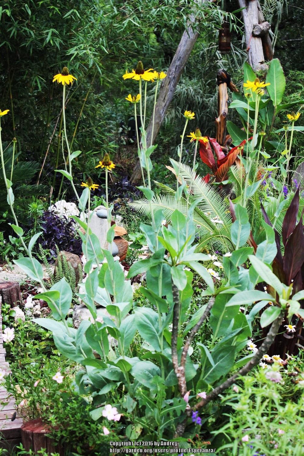 Photo of Large Coneflower (Rudbeckia maxima) uploaded by Esperanza