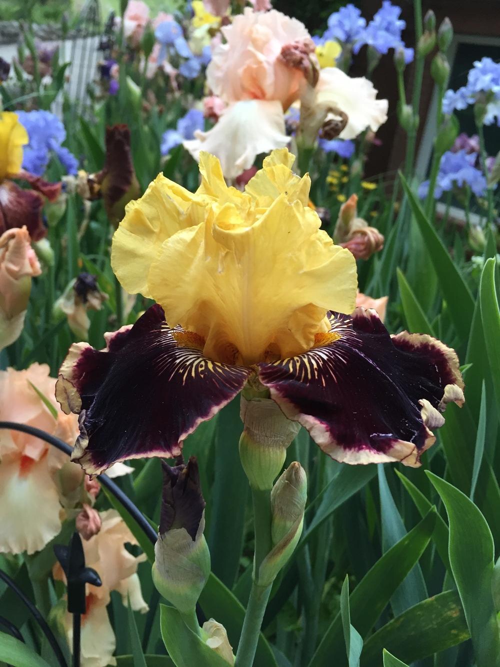 Photo of Tall Bearded Iris (Iris 'Indulgence') uploaded by SpringGreenThumb
