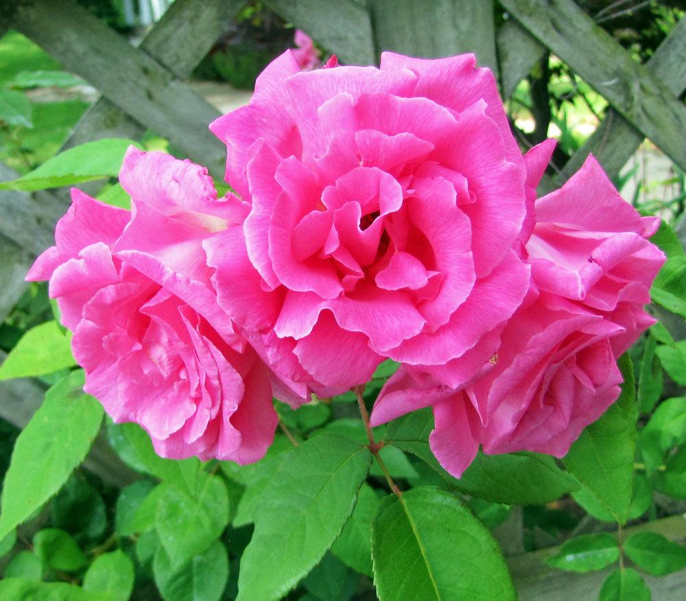 Photo of Rose (Rosa 'Zephirine Drouhin') uploaded by TBGDN