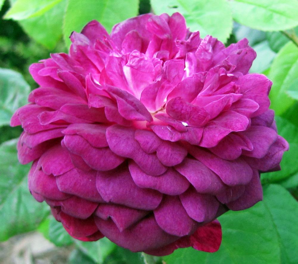 Photo of Rose (Rosa 'Cardinal de Richelieu') uploaded by TBGDN