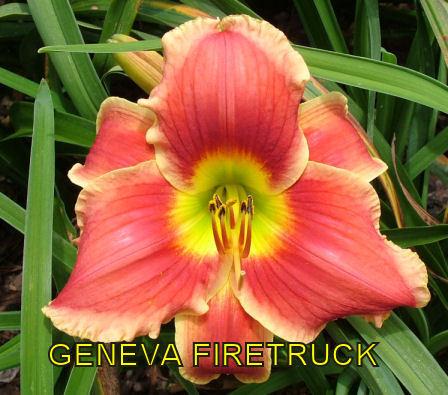 Photo of Daylily (Hemerocallis 'Geneva Firetruck') uploaded by cocoajuno