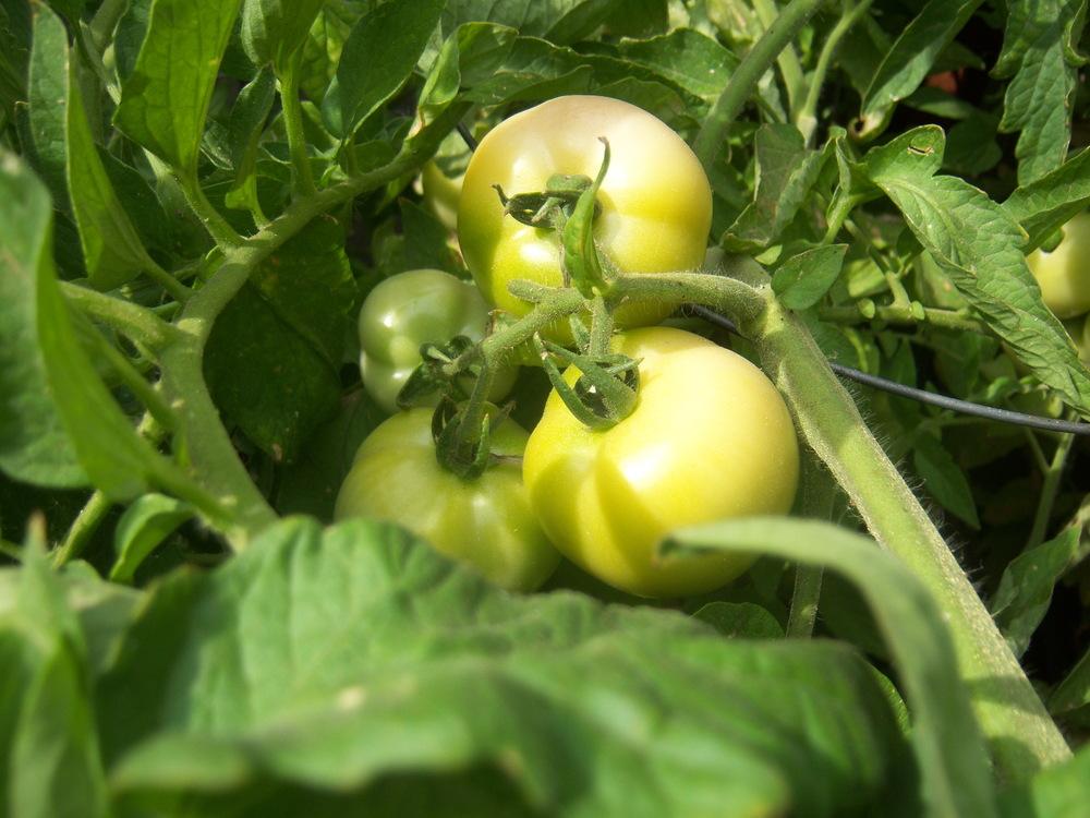 Photo of Tomato (Solanum lycopersicum 'Early Girl') uploaded by cocoajuno
