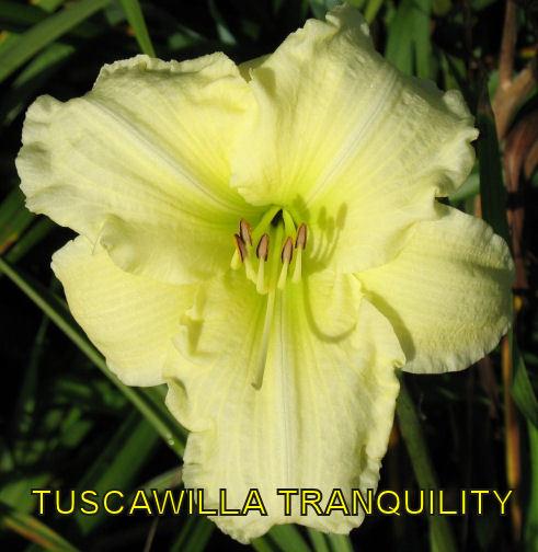 Photo of Daylily (Hemerocallis 'Tuscawilla Tranquillity') uploaded by cocoajuno