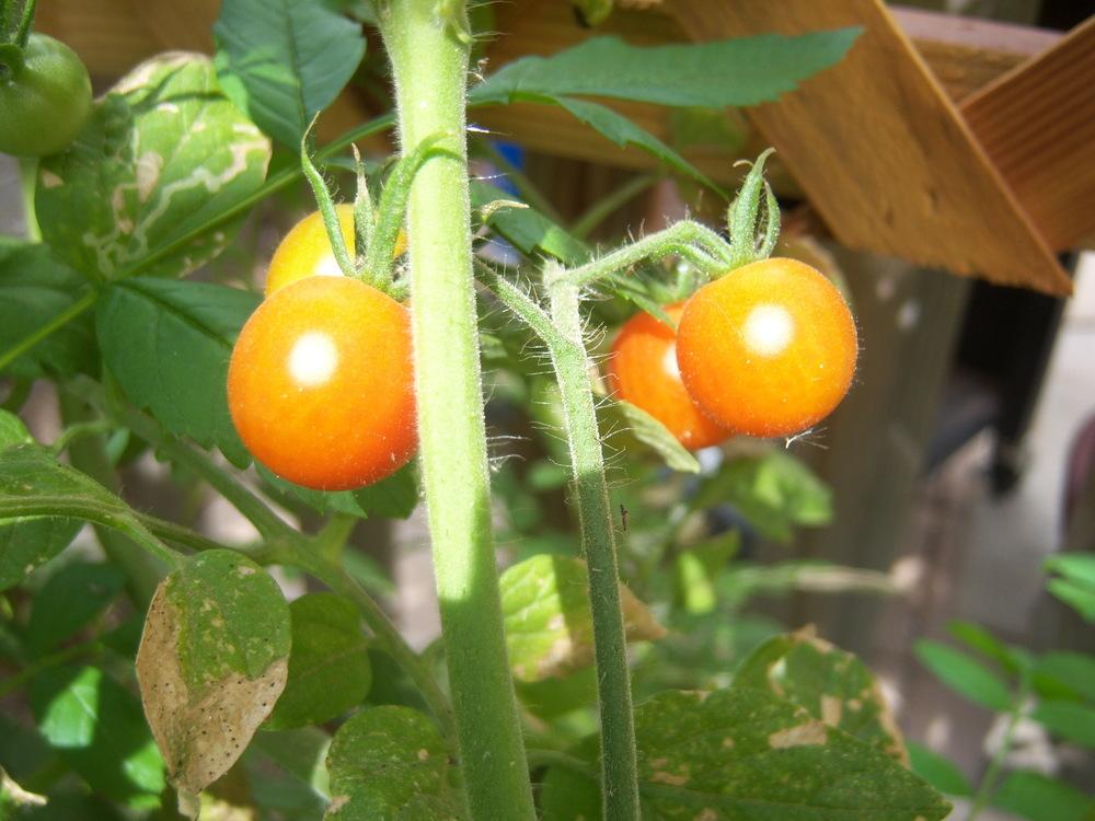 Photo of Tomato (Solanum lycopersicum 'Sweet 100') uploaded by cocoajuno