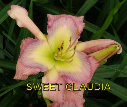 Photo of Daylily (Hemerocallis 'Sweet Claudia') uploaded by cocoajuno