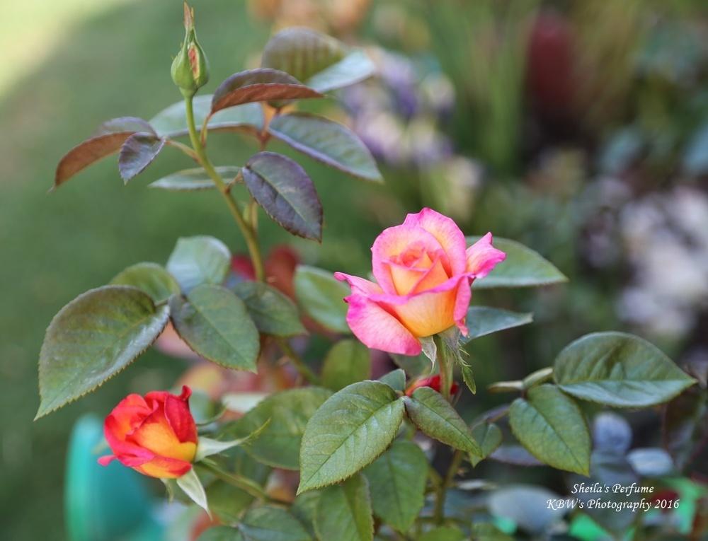Photo of Floribunda Rose (Rosa 'Sheila's Perfume') uploaded by kbw664