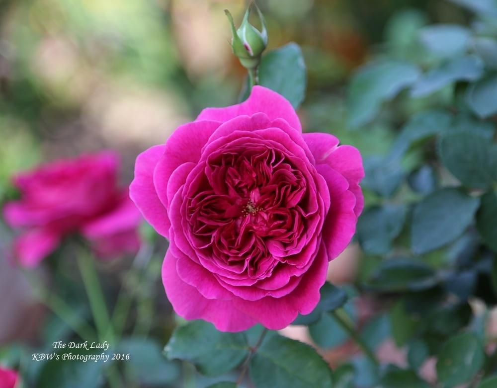 Photo of English Shrub Rose (Rosa 'The Dark Lady') uploaded by kbw664