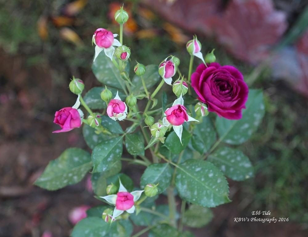 Photo of Rose (Rosa 'Ebb Tide') uploaded by kbw664