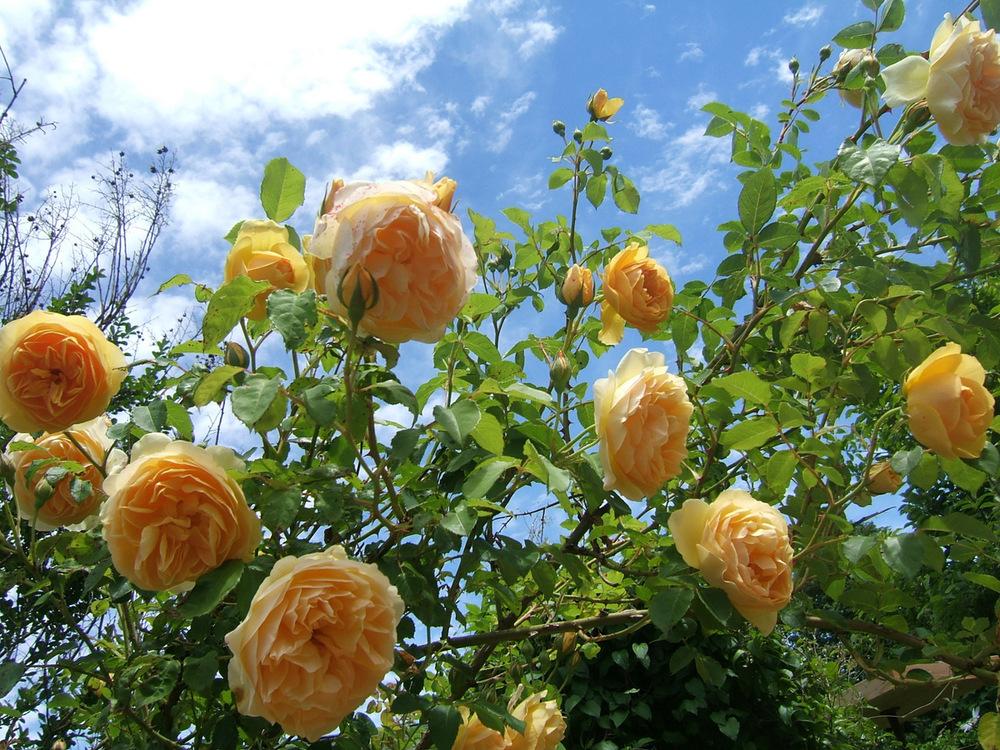 Photo of Rose (Rosa 'Graham Thomas') uploaded by pirl
