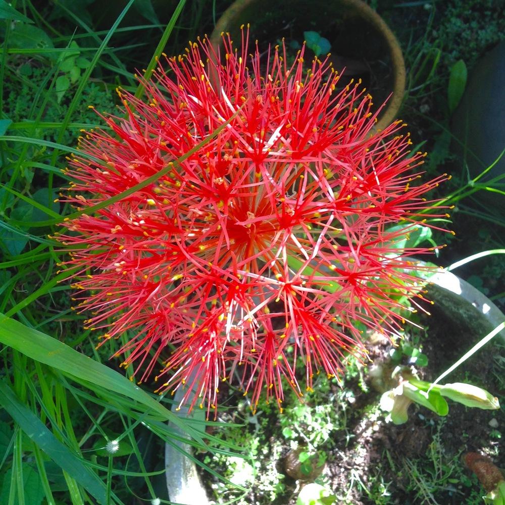 Photo of African Blood Lily (Scadoxus multiflorus) uploaded by prabhisetty