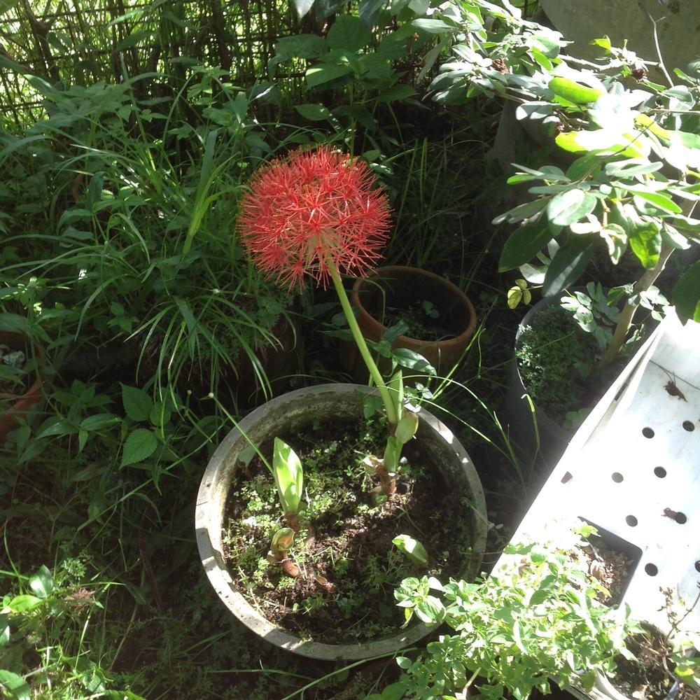 Photo of African Blood Lily (Scadoxus multiflorus) uploaded by prabhisetty