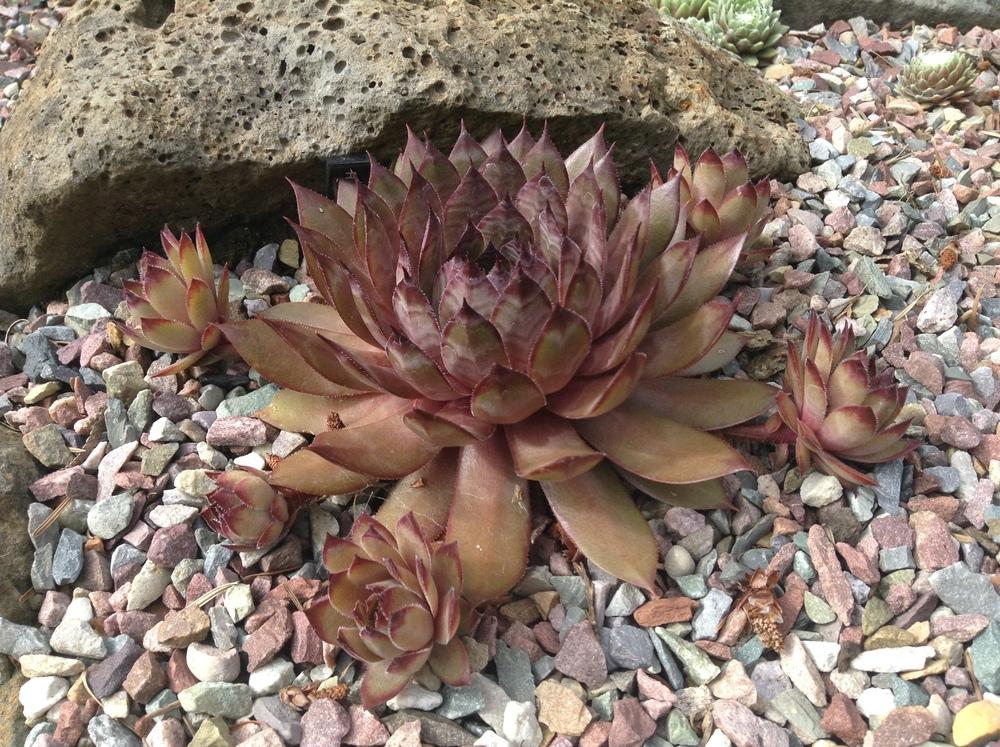 Photo of Hen and Chicks (Sempervivum 'Red Rum') uploaded by tcstoehr