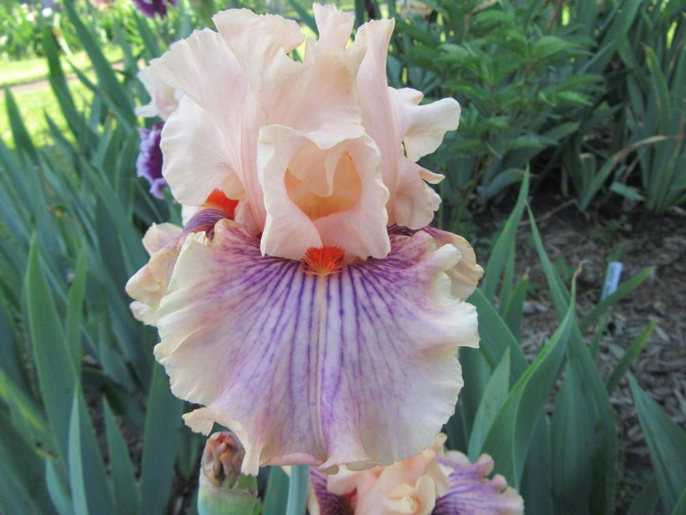 Photo of Tall Bearded Iris (Iris 'Center Line') uploaded by tveguy3
