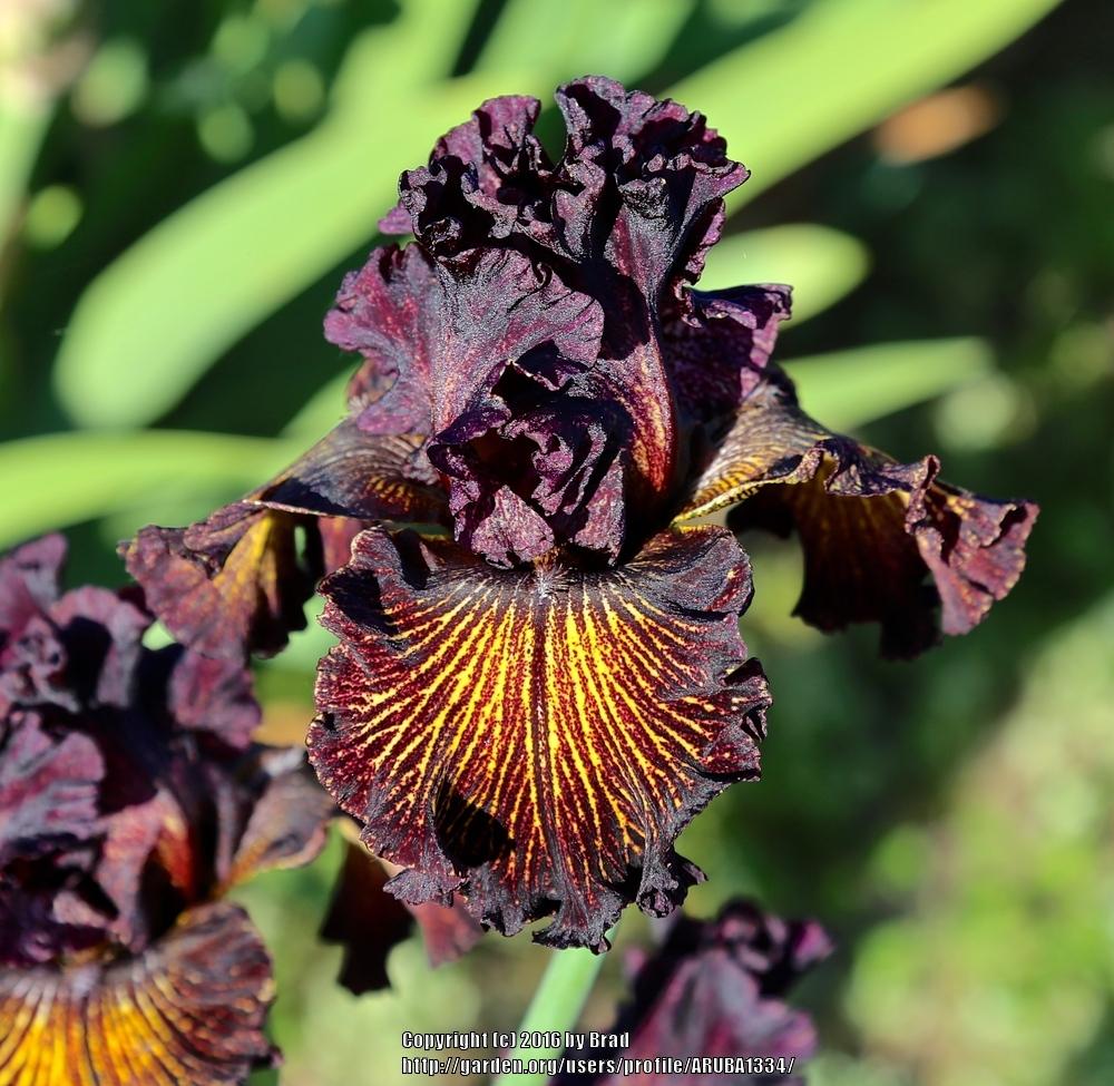 Photo of Tall Bearded Iris (Iris 'Dark Energy') uploaded by ARUBA1334