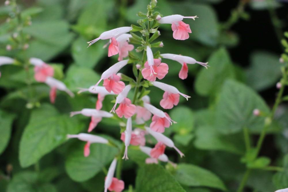 Photo of Sage (Salvia coccinea Summer Jewel™ Pink) uploaded by GrammaChar