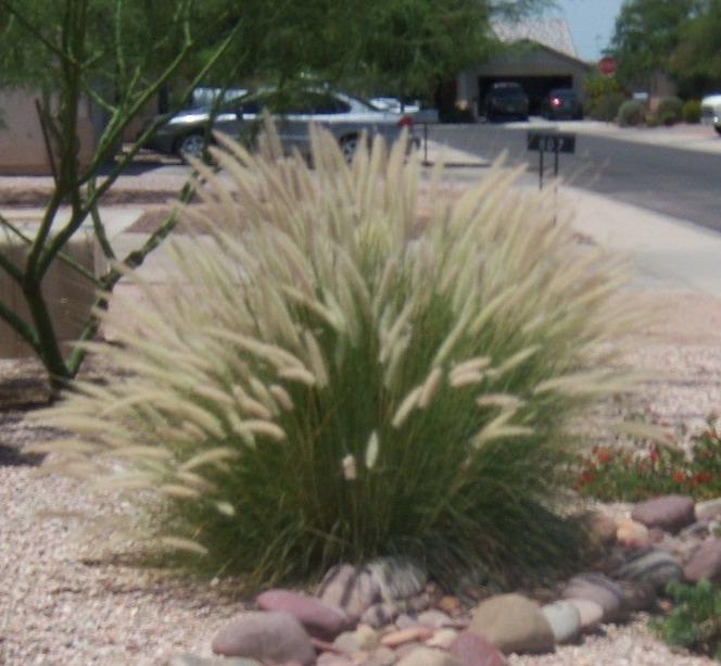 Photo of Fountain Grass (Cenchrus alopecuroides 'Hameln') uploaded by cocoajuno