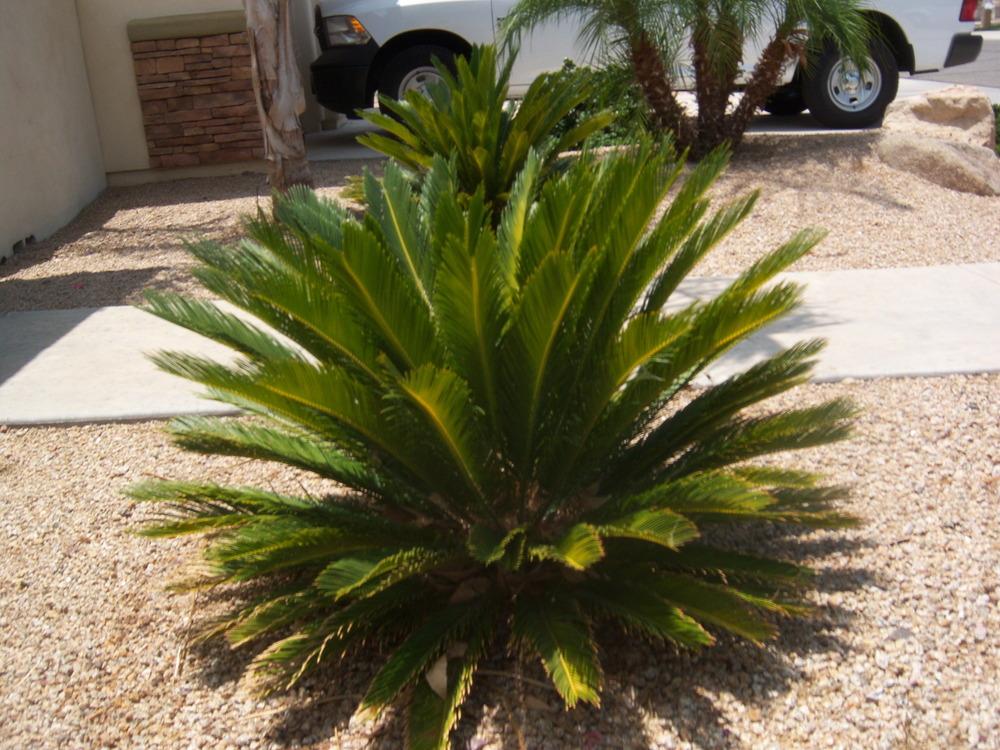 Photo of Sago Palm (Cycas revoluta) uploaded by cocoajuno