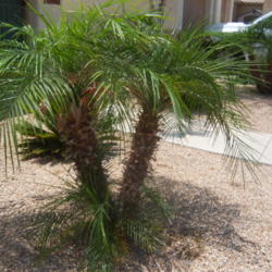 Location: AZ
Date: Spring
Great landscape plant, gives a feeling of a tropical beach.