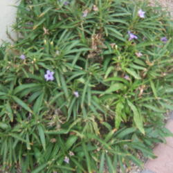 Location: AZ
Date: Spring
This is 2 shrubs side by side, it makes a great small shrub.