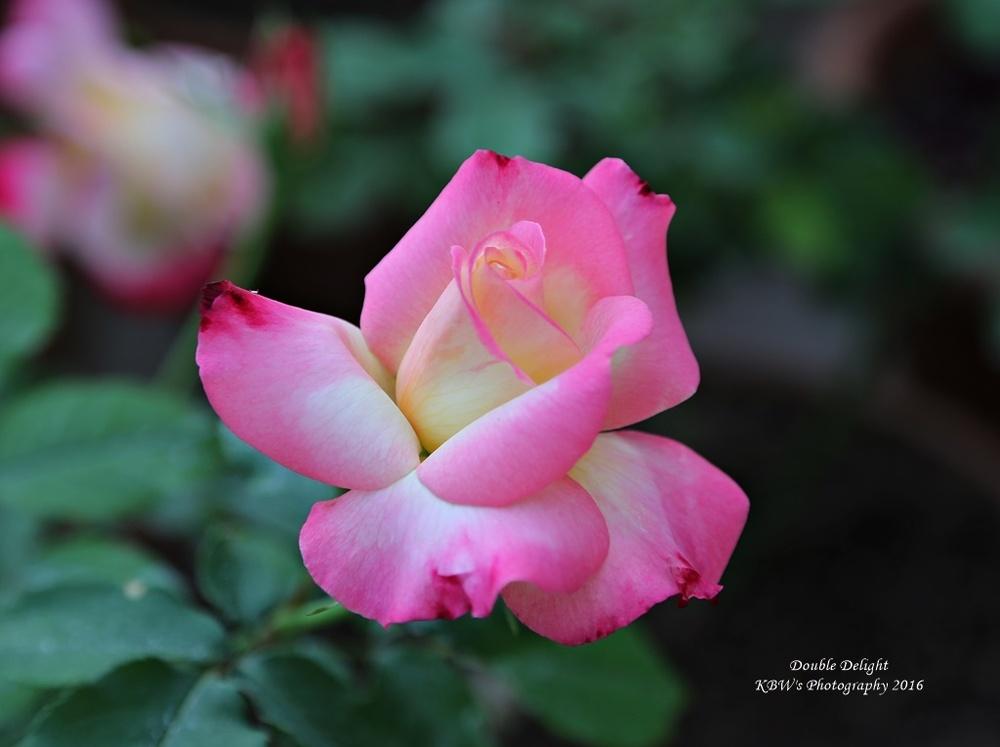 Photo of Hybrid Tea Rose (Rosa 'Double Delight') uploaded by kbw664
