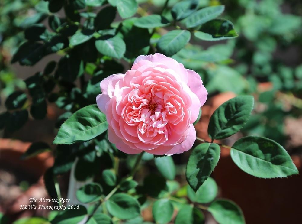 Photo of Rose (Rosa 'Alnwick Castle') uploaded by kbw664