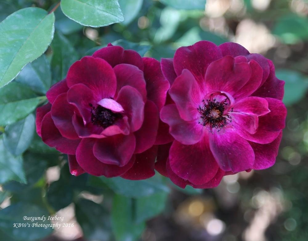 Photo of Rose (Rosa 'Burgundy Iceberg') uploaded by kbw664