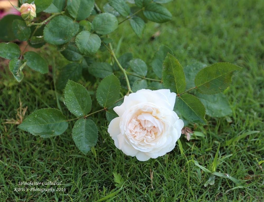 Photo of Rose (Rosa 'Winchester Cathedral') uploaded by kbw664