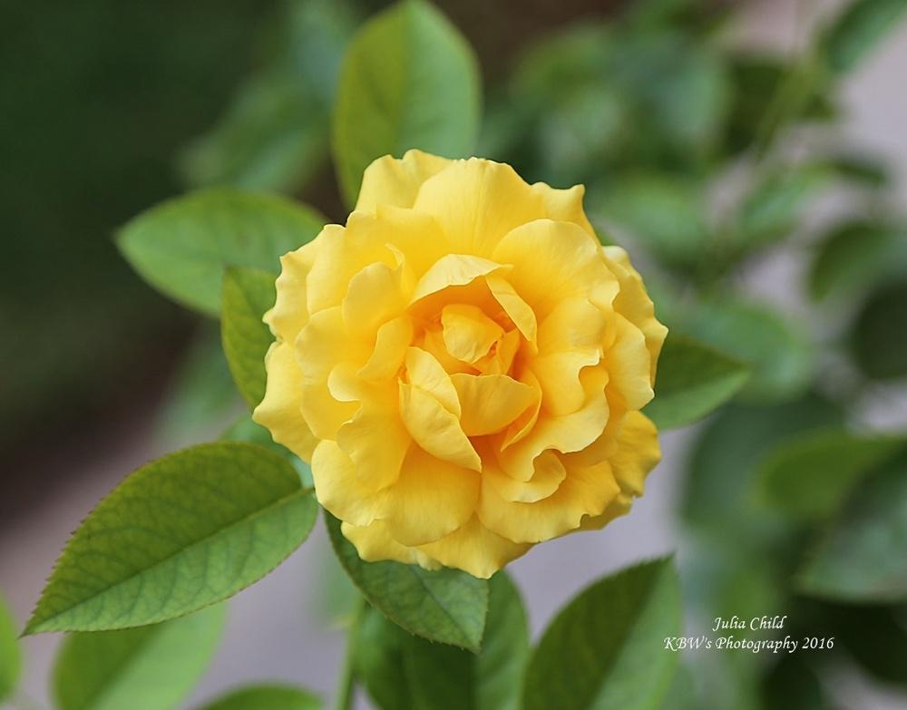 Photo of Floribunda Rose (Rosa 'Julia Child') uploaded by kbw664