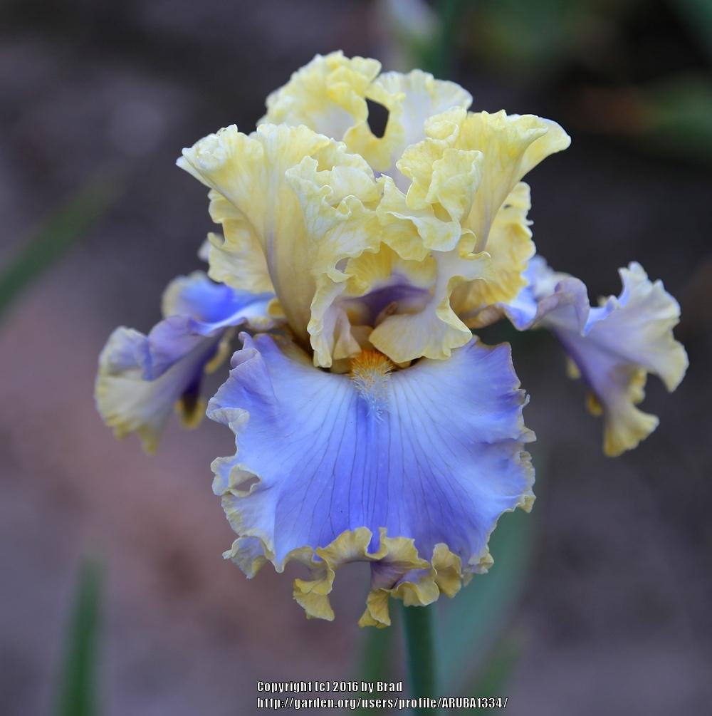 Photo of Tall Bearded Iris (Iris 'Rainbow Sunset') uploaded by ARUBA1334