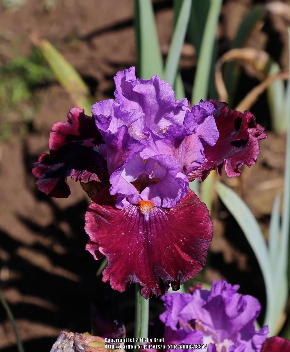 Photo of Tall Bearded Iris (Iris 'Tempo Rouge') uploaded by ARUBA1334