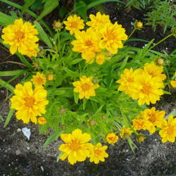 Location: Nora's Garden - Castlegar BC
Date: 2016-06-12
 5:42 pm. Another seedling of Coreopsis 'Early Sunrise'. Shorter 