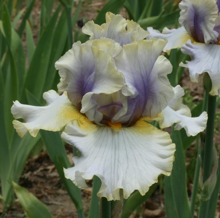 Photo of Tall Bearded Iris (Iris 'Ivory Ghost') uploaded by MShadow