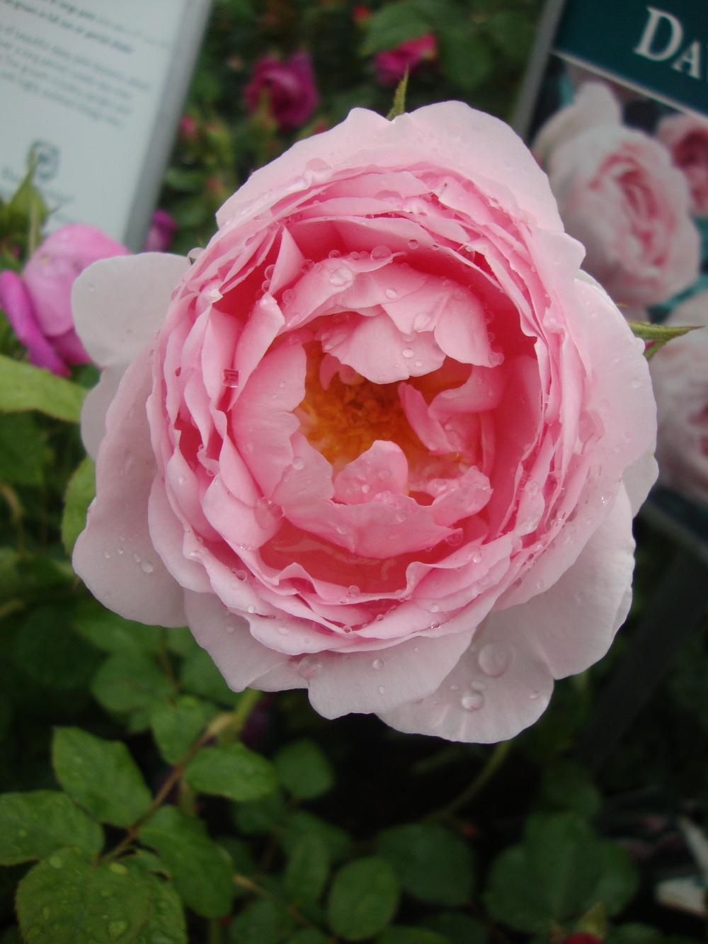 Photo of Rose (Rosa 'Scepter'd Isle') uploaded by Paul2032