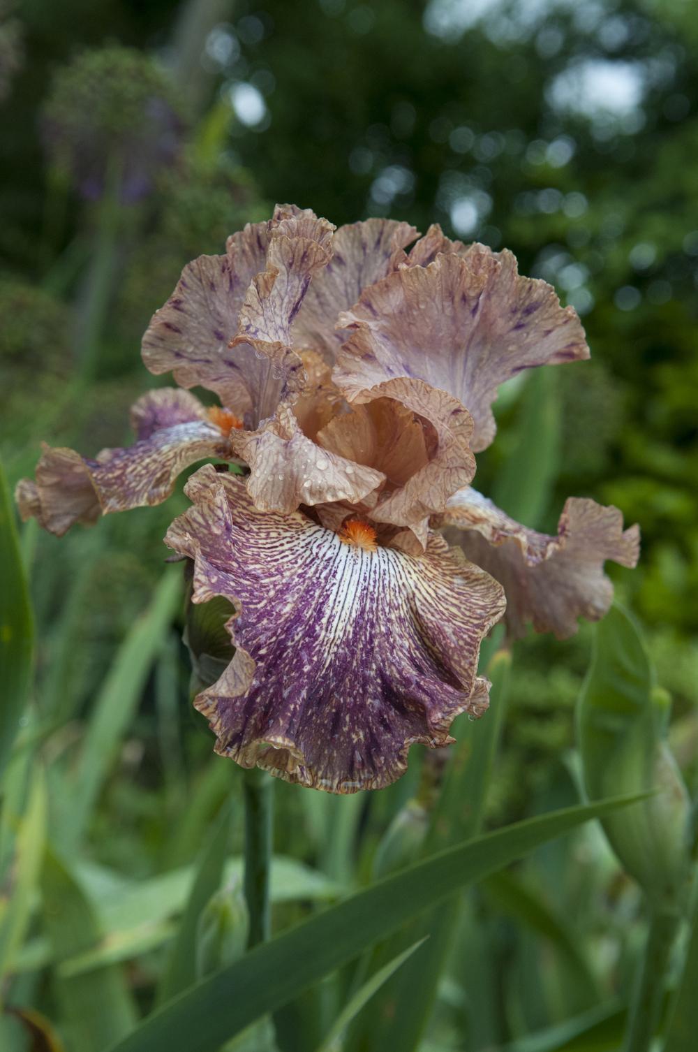 Photo of Tall Bearded Iris (Iris 'Cocktail') uploaded by cliftoncat