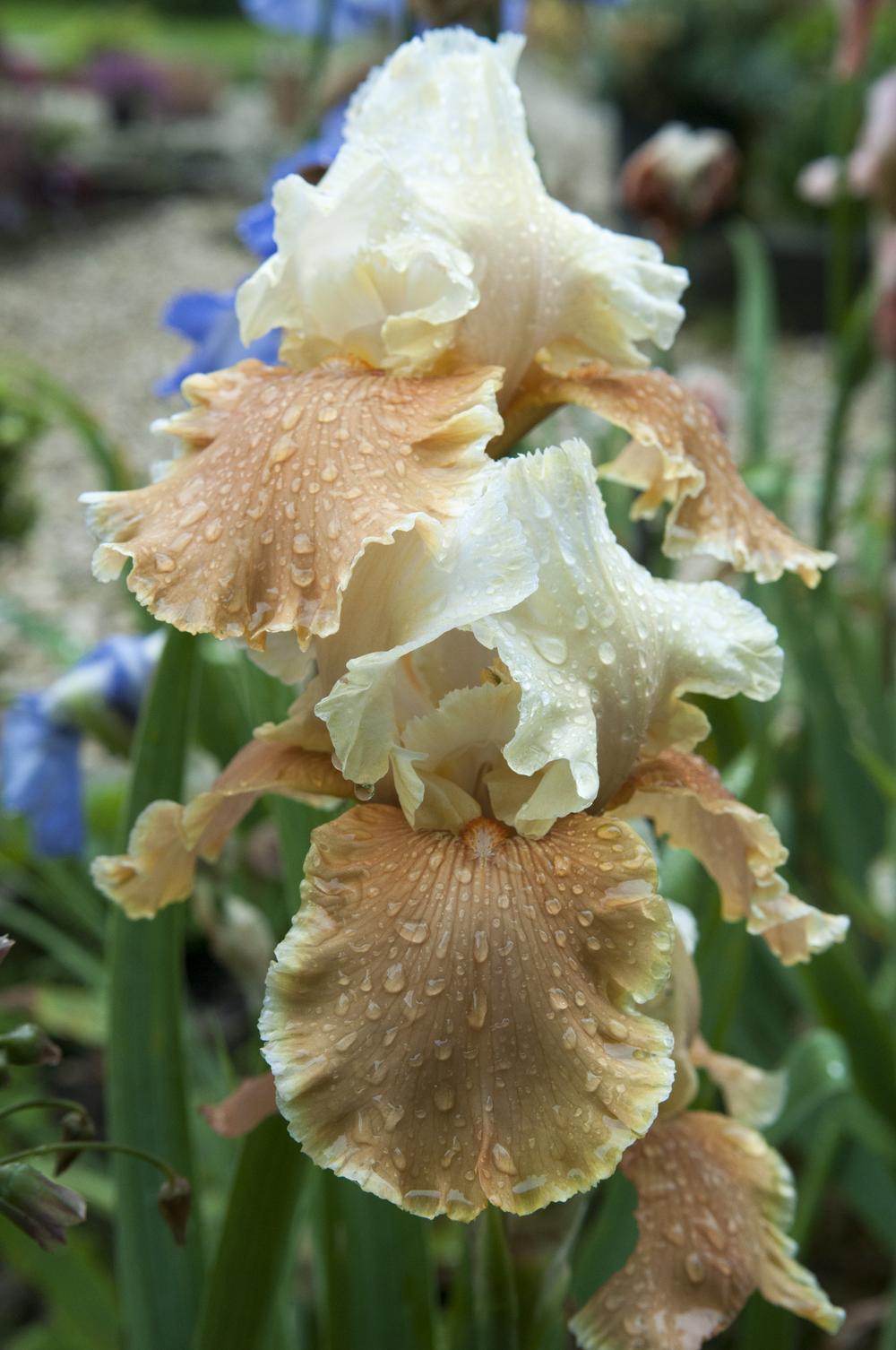 Photo of Tall Bearded Iris (Iris 'English Charm') uploaded by cliftoncat