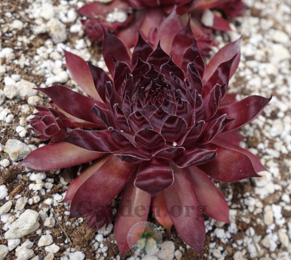 Photo of Hen and Chicks (Sempervivum 'Bellott's Pourpre') uploaded by springcolor