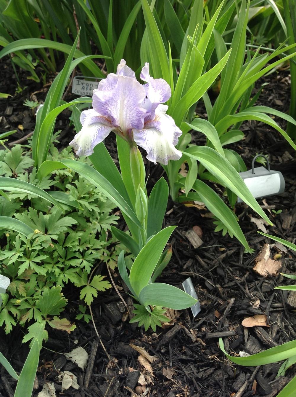 Photo of Standard Dwarf Bearded Iris (Iris 'Chubby Cheeks') uploaded by Lilydaydreamer