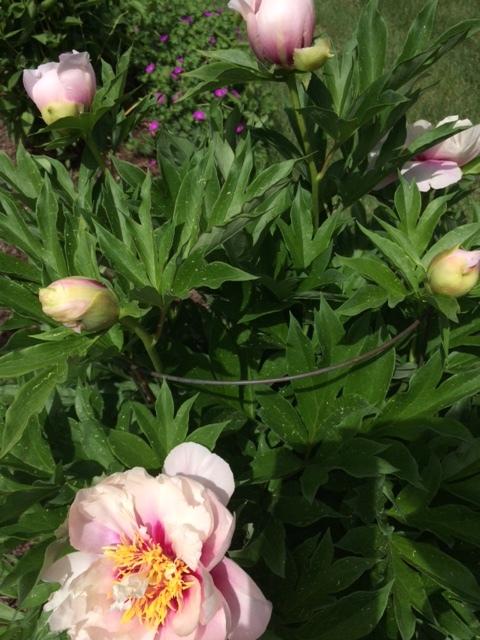 Photo of Itoh Peony (Paeonia 'Cora Louise') uploaded by NHJenDion