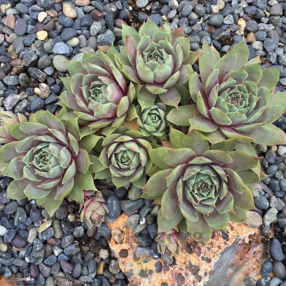 Photo of Hen and Chicks (Sempervivum 'Pacific Blue Ice') uploaded by Patty